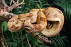 Boa constrictor climbing in a tree, Arenal Volcano, Costa Rica, South America. Art Print